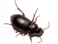 Curtonotus aulicus